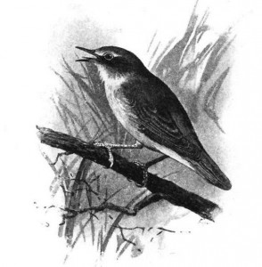 agħrab-sekond