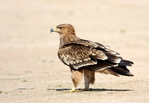 ajlka-imperjali
